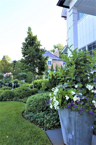 Modern Tranquility