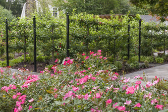 Blooming Gataway