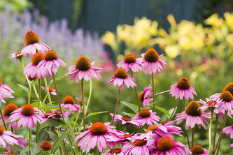 Blooming Gataway