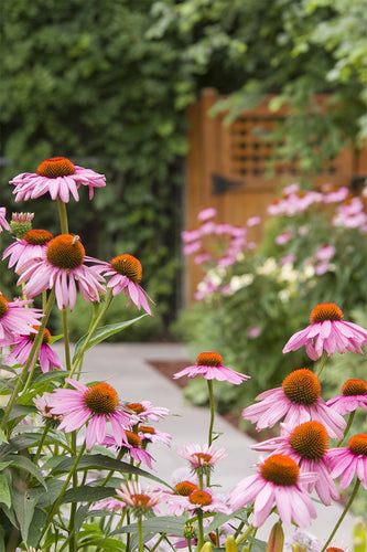 Blooming Gataway