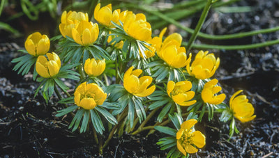 Designing With Spring Bulbs