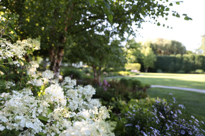 How To Take Care Of Your New Landscape Project