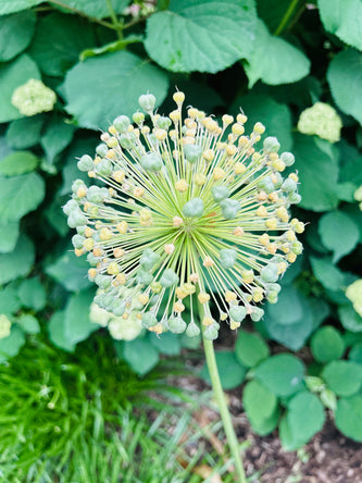 Lake Geneva Sanctuary