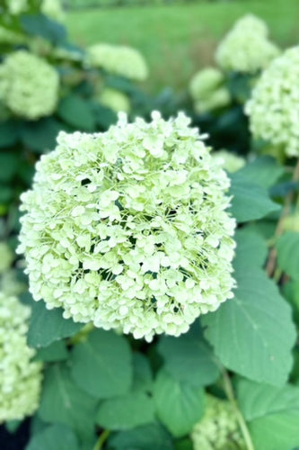 Evanston Rustic Escape