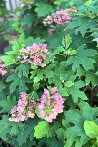 Evanston Rustic Escape