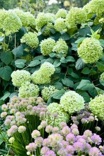 Evanston Rustic Escape