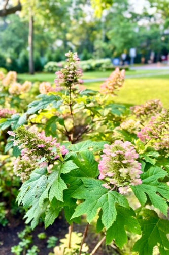 Evanston Rustic Escape